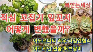 #적심 #꼬집기 #잎꼬지 #어떤모습일까?