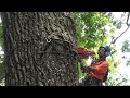 big tree felling with 130t crane. top tree climbers in action