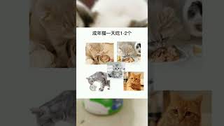 猫咪一天可以吃多少罐罐？#萌宠好物#猫咪#猫#猫罐头#宠物