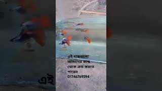 ঘরের সৌন্দর্য বাড়াতে একুরিয়ামের মাছ ক্রয় করতে চান আমাদের কাছে অনেক রকম সৌন্দর্য মাছ আছে