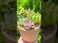 succulent diy ideas vuonsenda