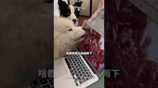 萨摩耶🐶舔屏“云吃肉”，看呆旁边小伙伴