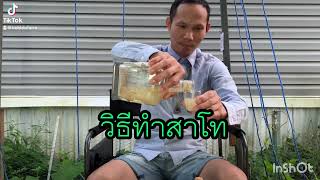 EP26#วิธีทำสาโท#ข้าว#ภูมิปัญญาชาวบ้าน#พึ่งพาตนเองสายเมา