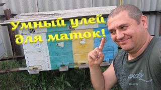 Умный улей для отводков и качественных маток на четыре отсека! Заселил с семьи пчёл от матки И.О...!