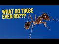 Why do insects have antennae