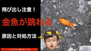 飛び出し注意！金魚が跳ねる原因と防止、対処、治療方法を解説します