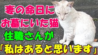 妻の命日にお墓に居た猫「絶対にこの猫はお母さんだよ！」長女が言うので住職さんに聞いてみると「私はあると思いますよ」それから俺はこの猫が・・【猫の不思議な話・朗読】