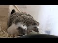 赤ちゃんハリネズミの食事風景