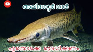 Alligator gar |Alligator gar malayalam |#Alligator |Review and Details|Fish and Fresh| feeding|food