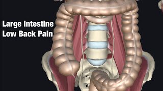 Relationship of low back pain and large intestine