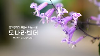 공기정화에 도움을 주는 식물 모나 라벤더(Mona Lavender)ㅣ허브아일랜드 식물도감