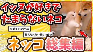 【2ch動物スレ総集編】大好きな柴犬から絶対離れない子猫が可愛すぎる→その結果www/ネッコ300選!!