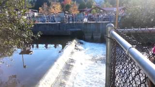 See the fish jumping - Issaquah Salmon Hatchery - Salmon Days