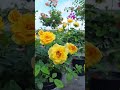 yellow rose rose