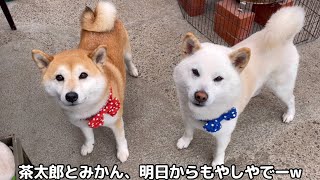 柴犬６匹は楽しいお出かけのはずだったのに明日からもやし生活になりました笑