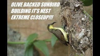 SUNBIRD NEST BUILD!!Extreme closeup