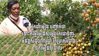 អ្នកដាំមៀន៖ ទោះតម្លៃមៀនសម្តេចតេជោទិញ មិនខ្ពស់ដូចរាល់ឆ្នាំ តែប្រសើរជាងទុកមៀនទុំចោល