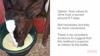 Caring for the Orphan Calf: Milk Feeding Management