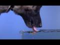 Time Warp - Dog Drinking Time Warp - Dog Drinking