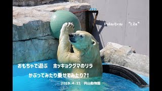 おもちゃで遊ぶホッキョクグマのリラ　かぶってみたり乗せてみたり？！　円山動物園     2019.4.21  PolarBear  Lila