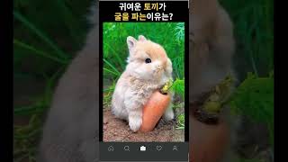 귀여운 토끼가 굴을 파는 이유는?