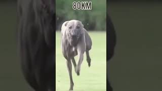 fastest dog vs fastest jaguar l horrible speed 😱😱 l ADITYA'S CREATION
