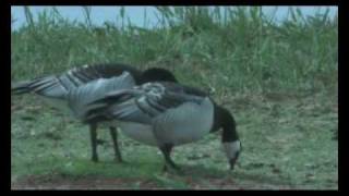 Brandgans - Branta leucopsis - Barnacle goose - Weisswangengans