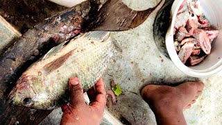 பெரிய சைஸ் திலாப்பியா மீனை வீட்டில் வெட்டுதல் | big size tilapia fish cutting at home #fishcutting