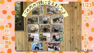 1/23 茶臼山動物園のレッサーパンダさん達♡