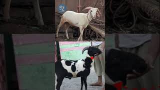 RAMPURI AND VILAYATI SHEEP DIFFRENCES