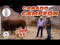 TORO CAMPEÓN DE 1000 KG! | Rancho Cinco Talentos | Feria Nacional de Zacatecas | Ganadería