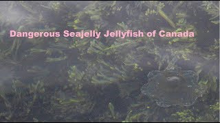 Dangerous Seajelly Jellyfish!