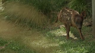 A rare Christmas gift: birth of tiny Pudu deer brings hope to conservationists in Argentina