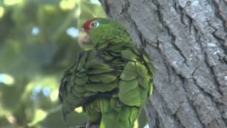 Red Crowned Parrots