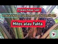 Produksi Kelapa Sawit mencapai 40 ton/Ha/Th 