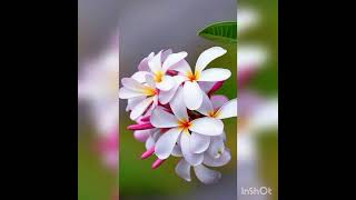 ফুলের ছবি 🌺 WONDERFUL FLOWERS