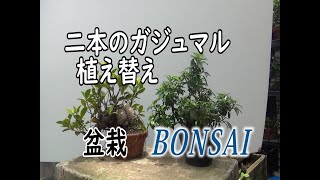 2本のガジュマル植え替え[122]