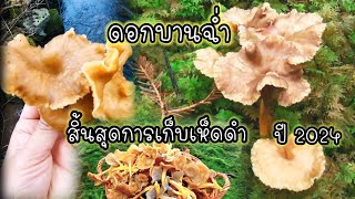 สิ้นสุดฤดูกาลเก็บเห็ดดำ/คลิปส่งท้ายปีเก่า 2024#mushroom #เก็บเห็ดต่างแดน