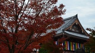 秋の京都2015　智積院