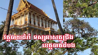 វត្តបាយដំរាំ ទស្សនាសត្វជ្រឹង ខេត្តបាត់ដំបង | Wat Bai Damram to see the Flying Foxes Battambang