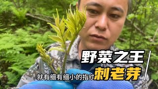 野菜之王刺老芽，第一次听说还分公母！你们那里有这种植物吗？