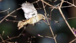 紫式部の実を食べるジョウビタキ（♀）：尉鶲：Phoenicurus auroreus：Daurian Redstart－神戸市立森林植物園－2018 12 24