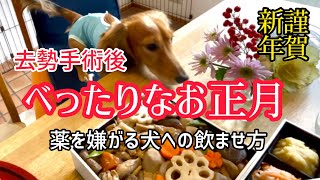 去勢手術後【初めてのお正月】家族とべったり過ごす子犬/ 薬を嫌がる犬に飲ませる方法