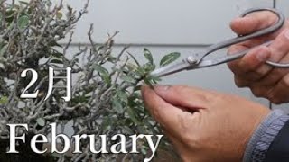 2月の作業　ピラカンサ・寒グミの葉刈り　What to do in February  盆栽　bonsai