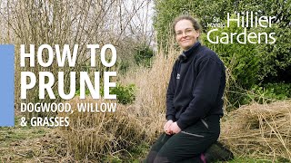 How to prune dogwood, willow and grasses | Sir Harold Hillier Gardens