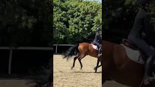 Jumping the new skinny jumps😅 #equestrianrider #horse #horseenthusiast #equestrianlife