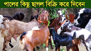 সমস্যার কারনে পালের কিছু ছাগল বিক্রি করে দিবেন goat farm