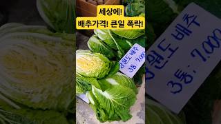 배추 가격 큰일! 폭락! 충격! #시장 #맛집 #food #김치 #배추 #김장