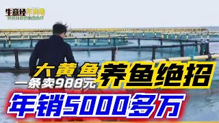 养鱼赚钱吗？养鱼场大黄鱼养殖绝招，1条卖988，年销5000多万！