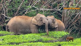 Elephant Fight: Valparai!!! || வால்பாறையில் இரண்டு யானைகள் சண்டைபோடும் வீடியோ வைரல்